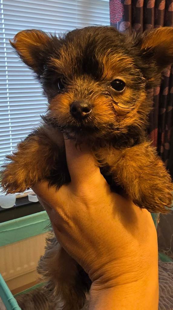 🌸 Adorable Yorkshire Terrier Pup🌸