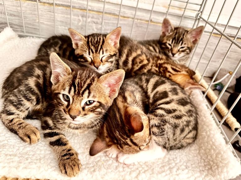Cute Bengal mix kittens 