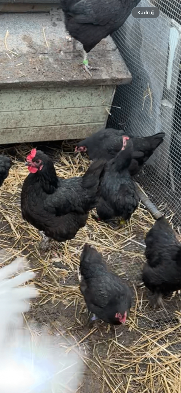Hens and American silkies 