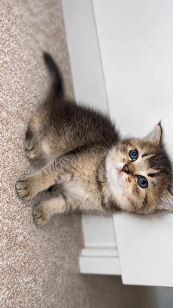 British Shorthair Kitten 
