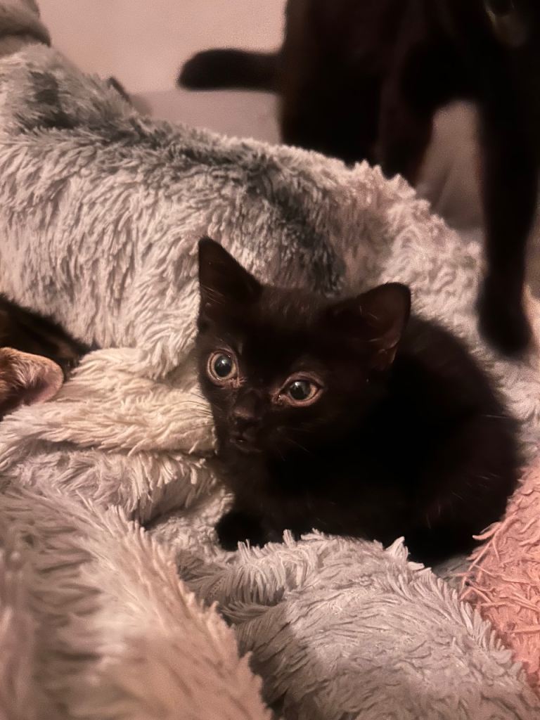 1 black female short haired domestic 