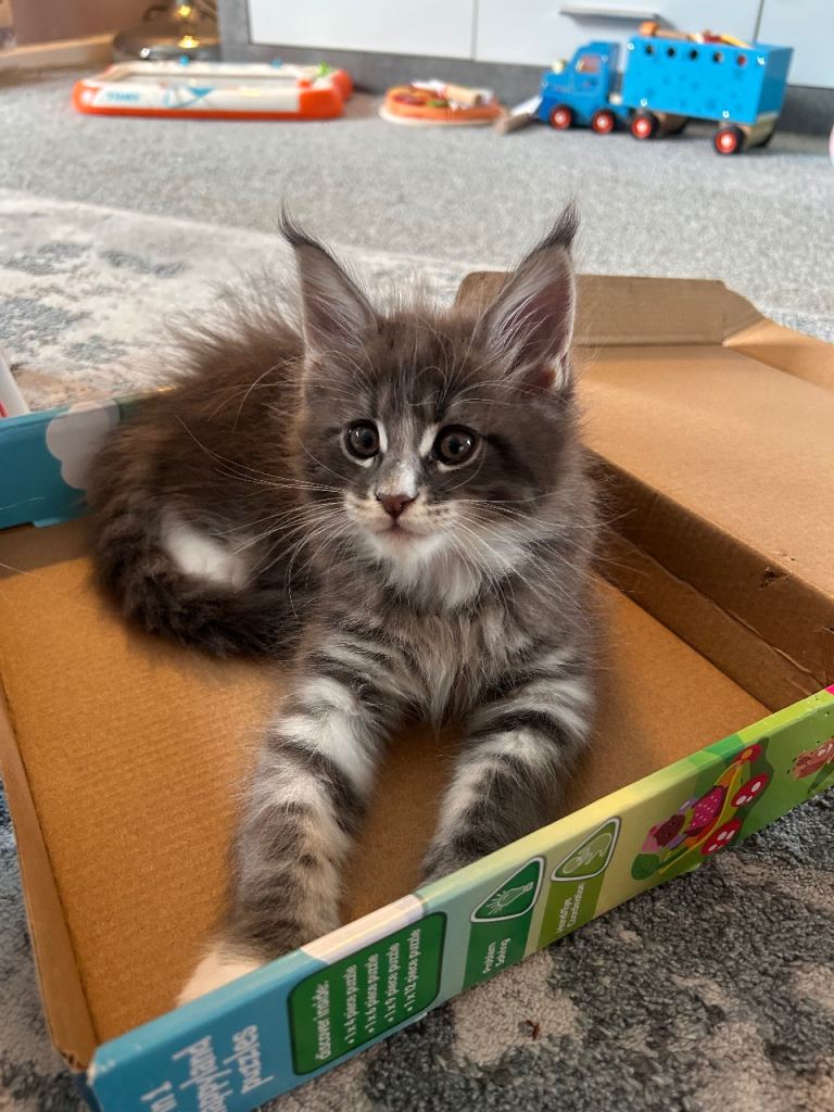 Beautiful Maine Coon Kittens