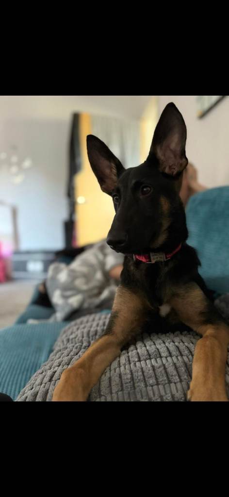 11 month german sheppard x belgian malinois 