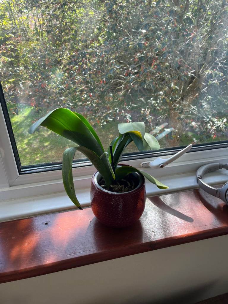 Orchid Plants