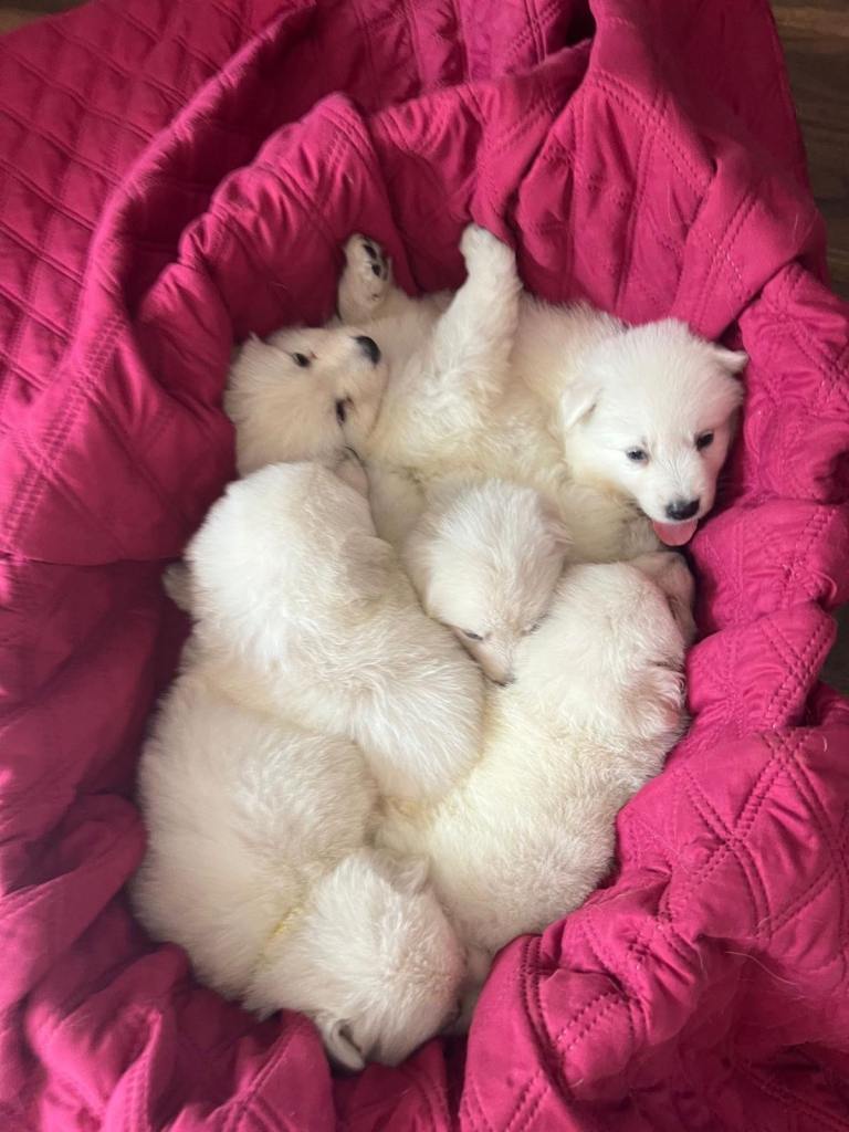 White Swiss Shepherd (German Shepherd) Puppies