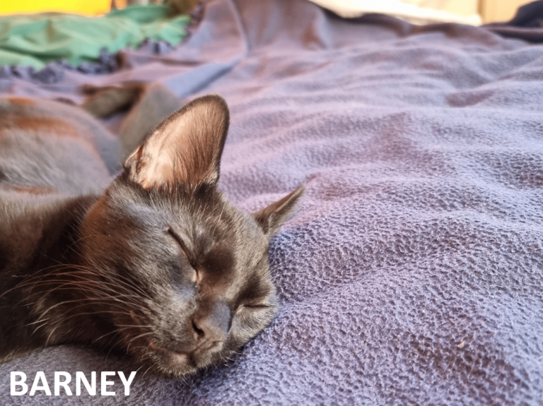 London Shorthair Kittens x4 Homebred