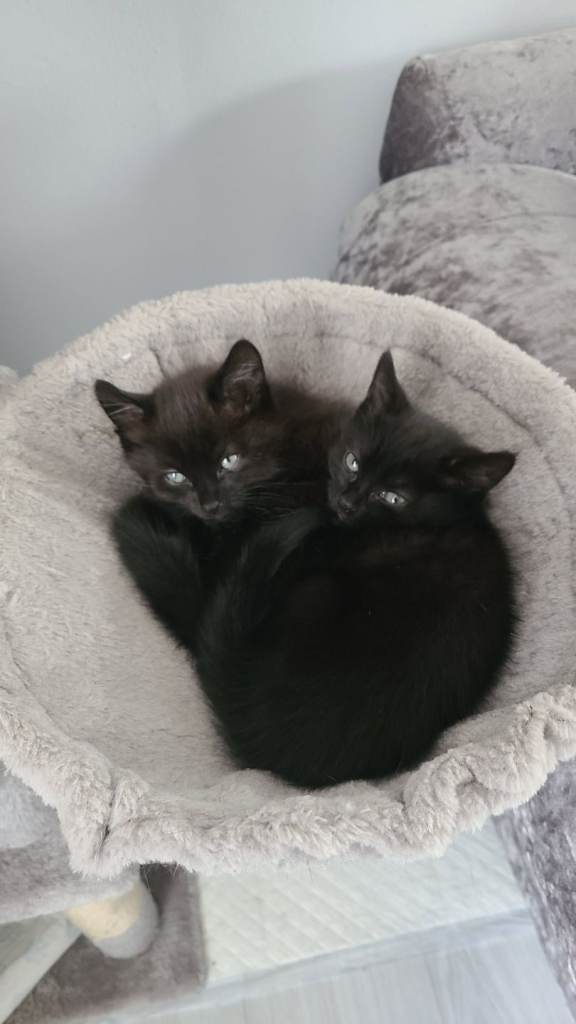 Russian blue babies