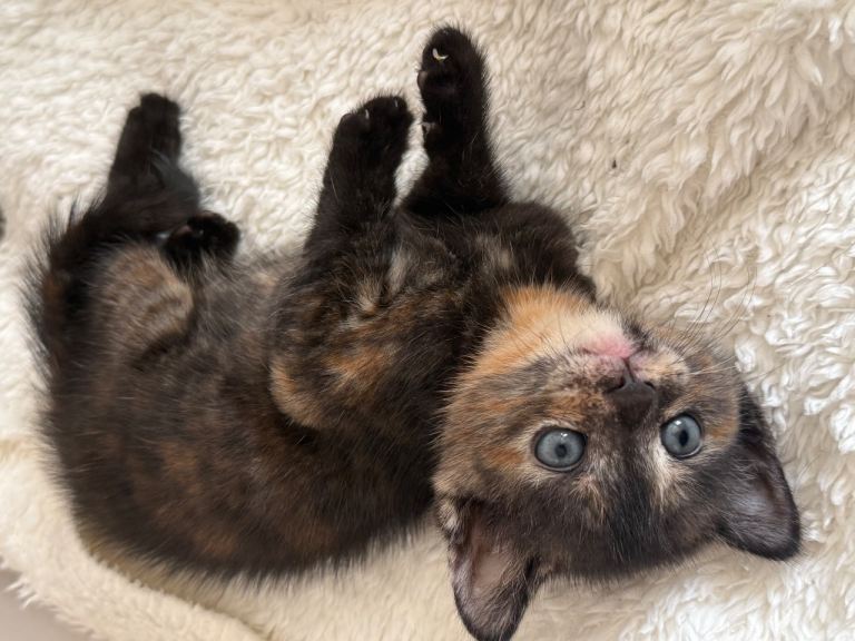 PLEASE READ ADVERT One Bengal X kitten’s left for sale 