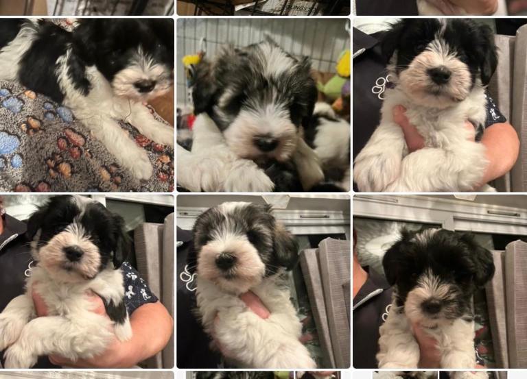 Teddy Bear Schnoodle Puppies 