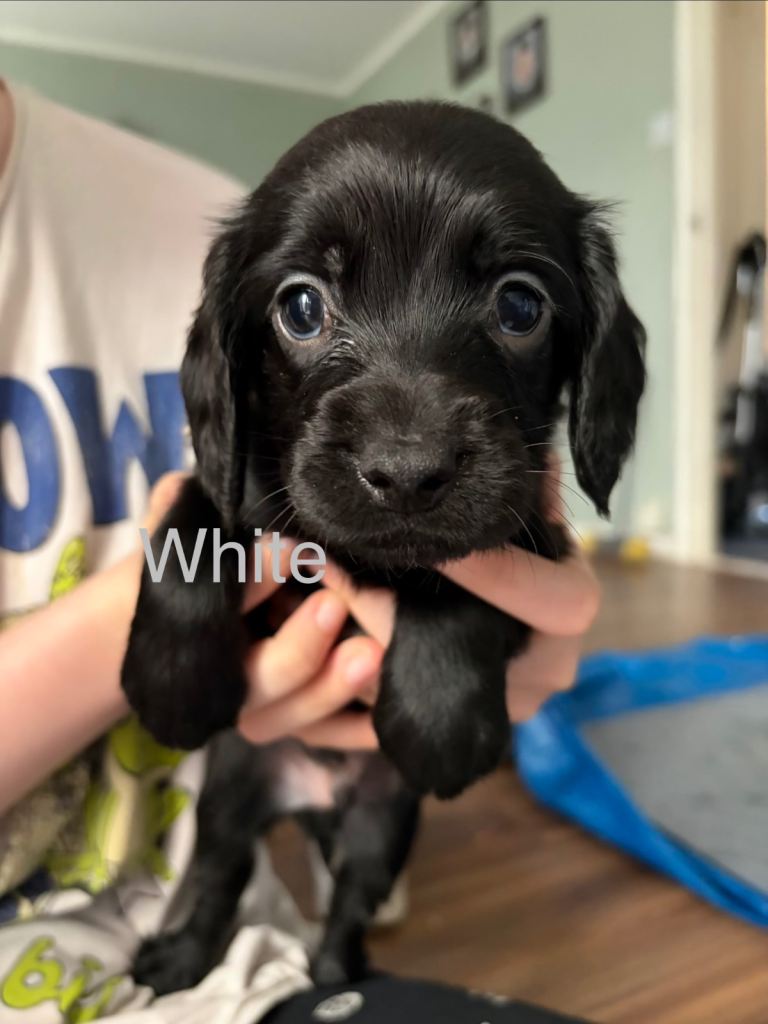2 gorgeous cockapoos left!