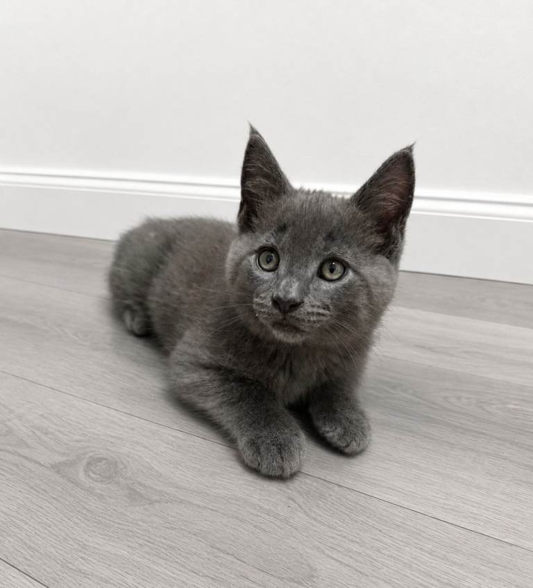 Maine Coon Cross Kittens 