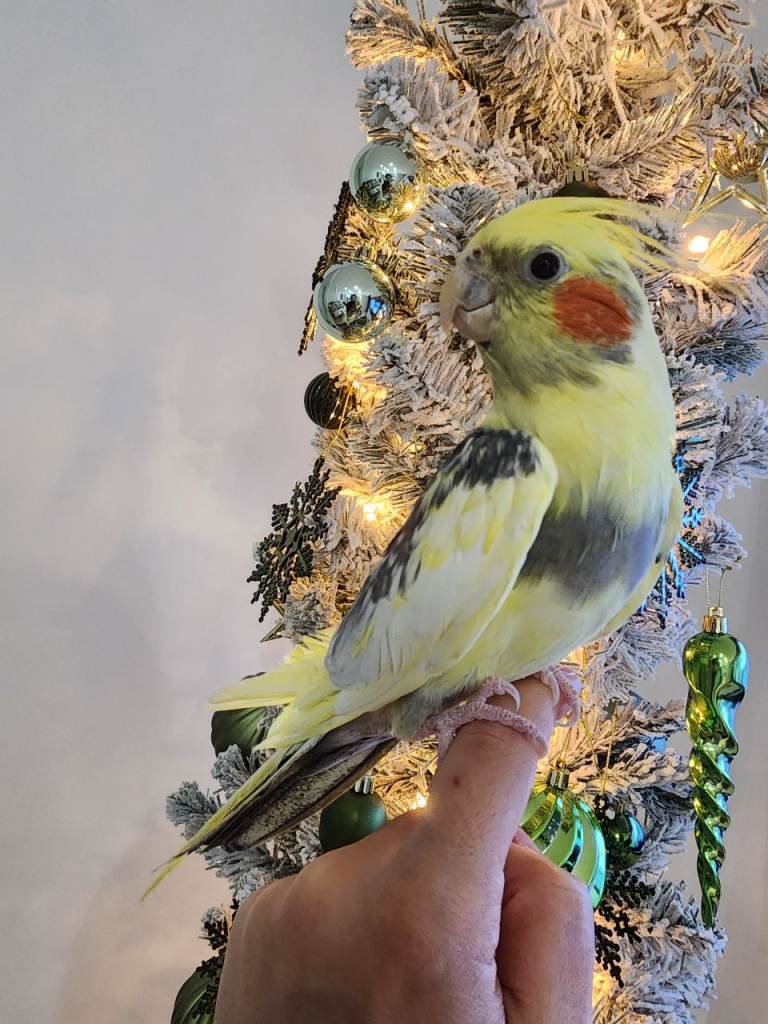 Cockatiel pet 