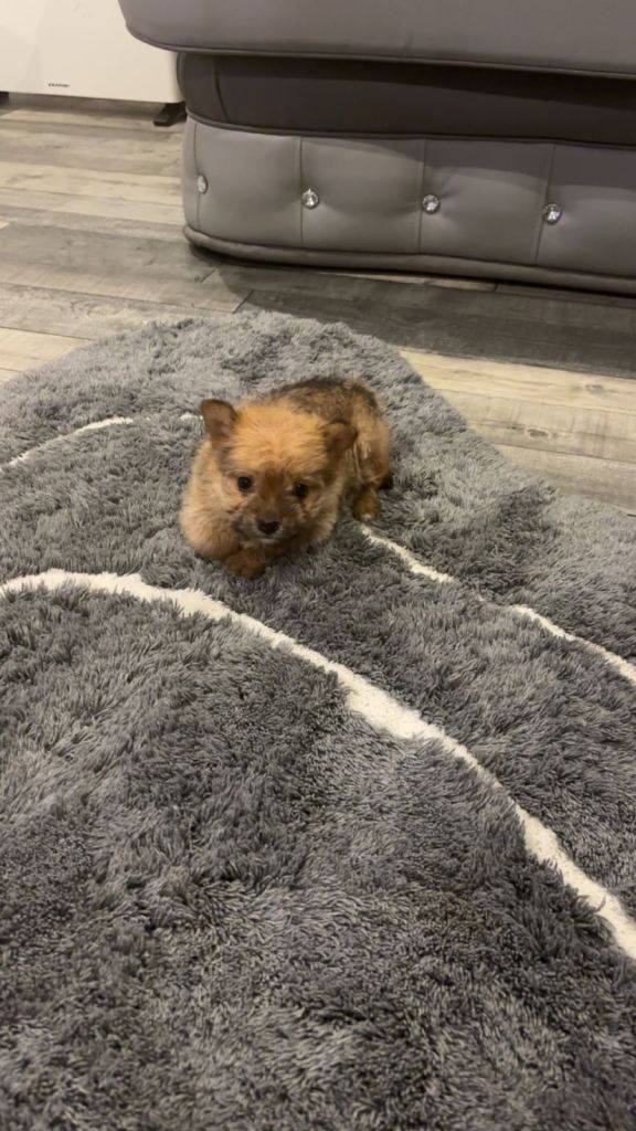 Yorkie x puppy 