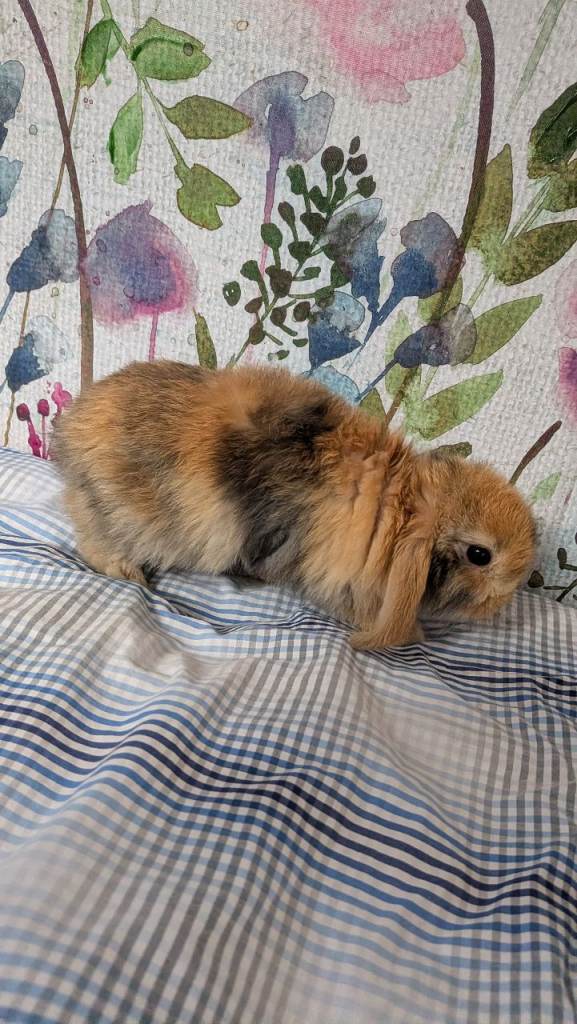 3 Baby lop rabbits left 