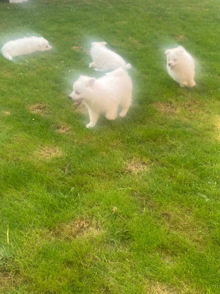 Spitz puppies 