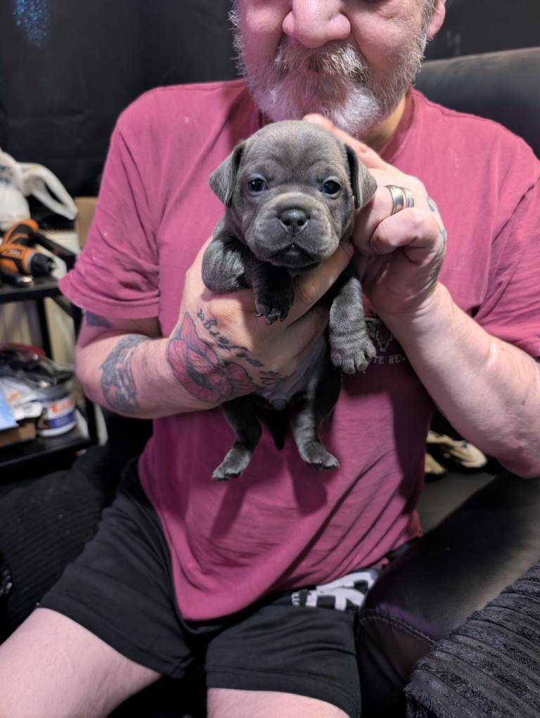 Frenchie x staffie puppy
