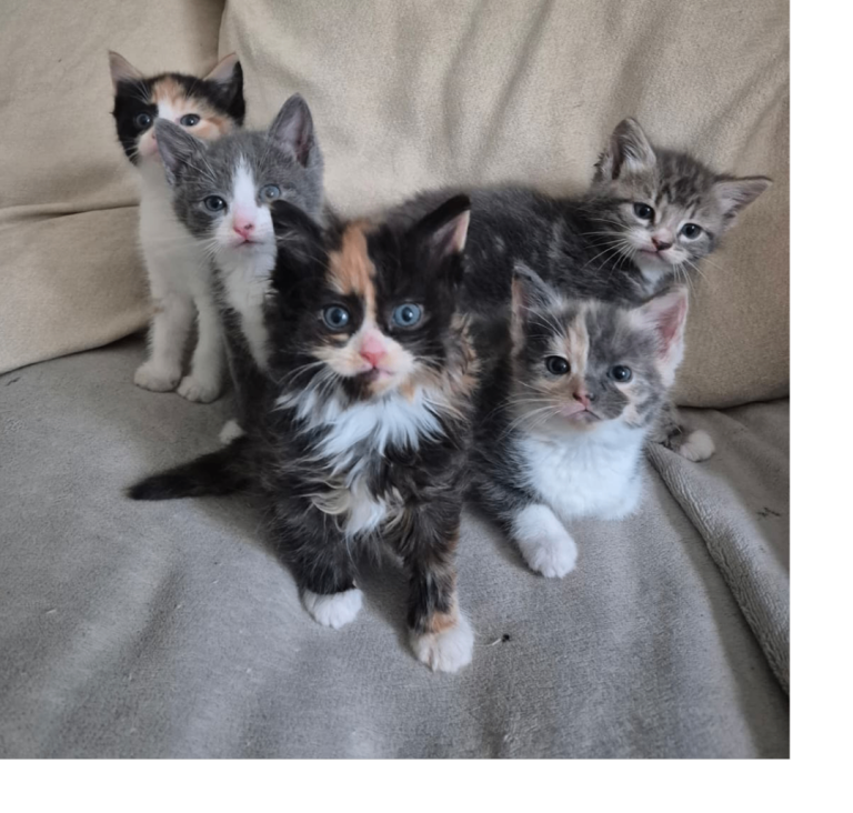 Kittens ready to go to good homes 