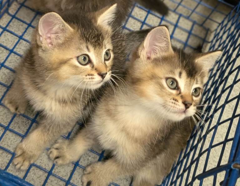 British short hair/ Ragdoll