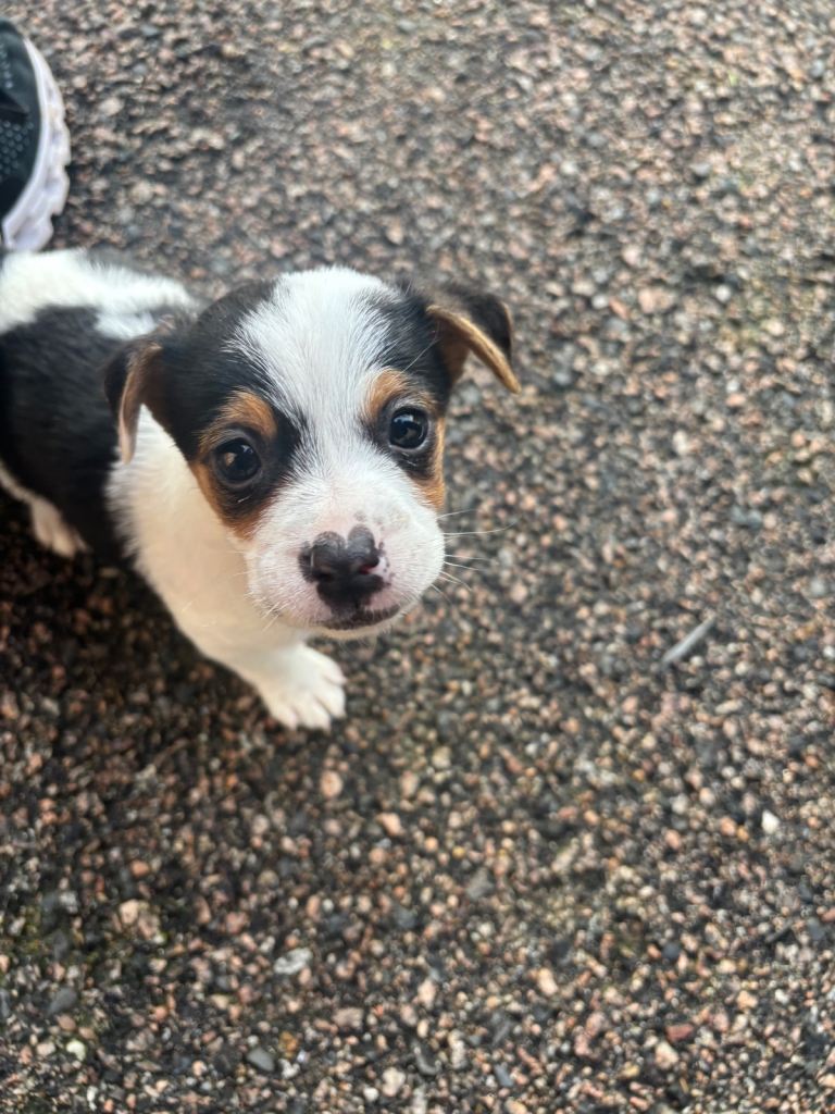 Jack Russel puppie 