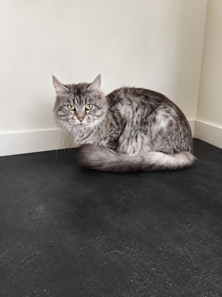 Female pedigree registered Maine coon cat