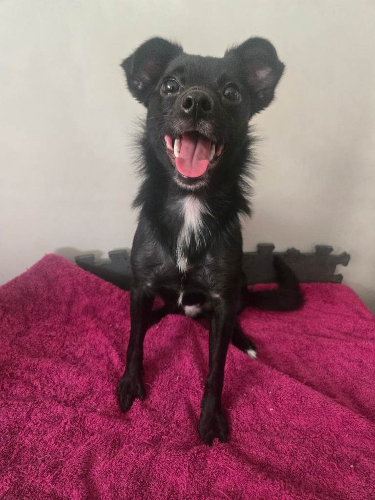 10.5 months female Jack and Cho mix