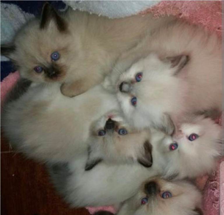 Pure ragdoll kittens 