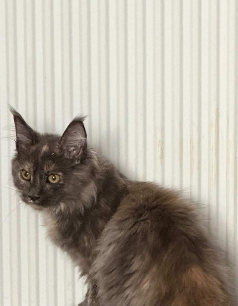 Tica registered Maine Coon kittens