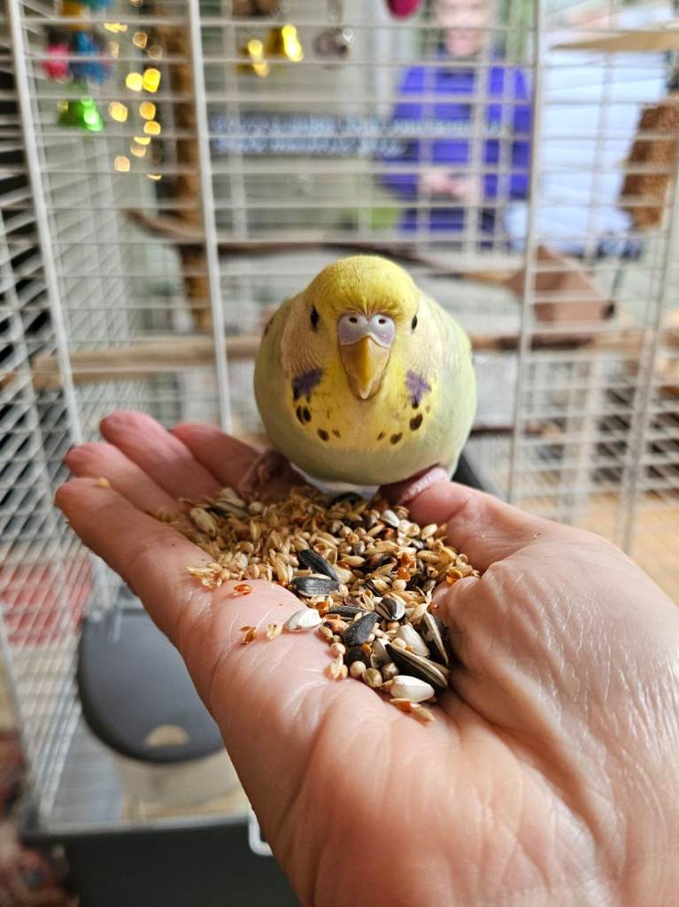 Young Budgie 