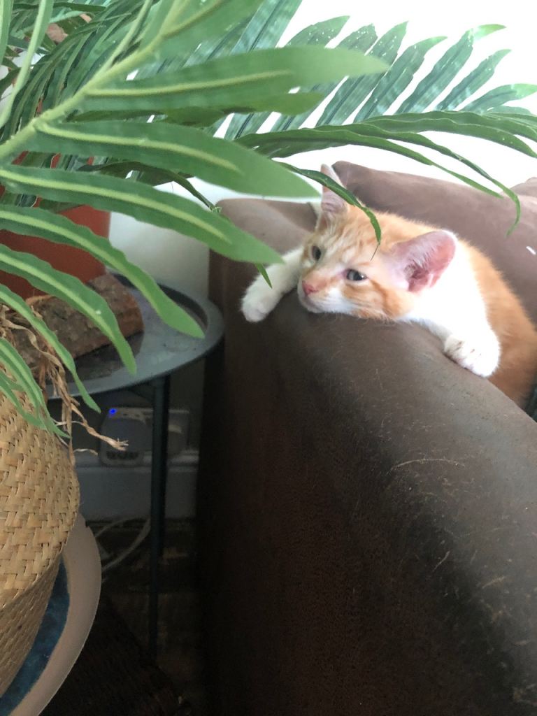 KITTENS