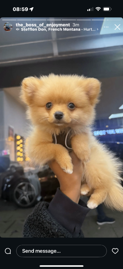 Pomeranian puppy 