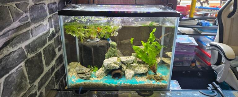 Tank and fish