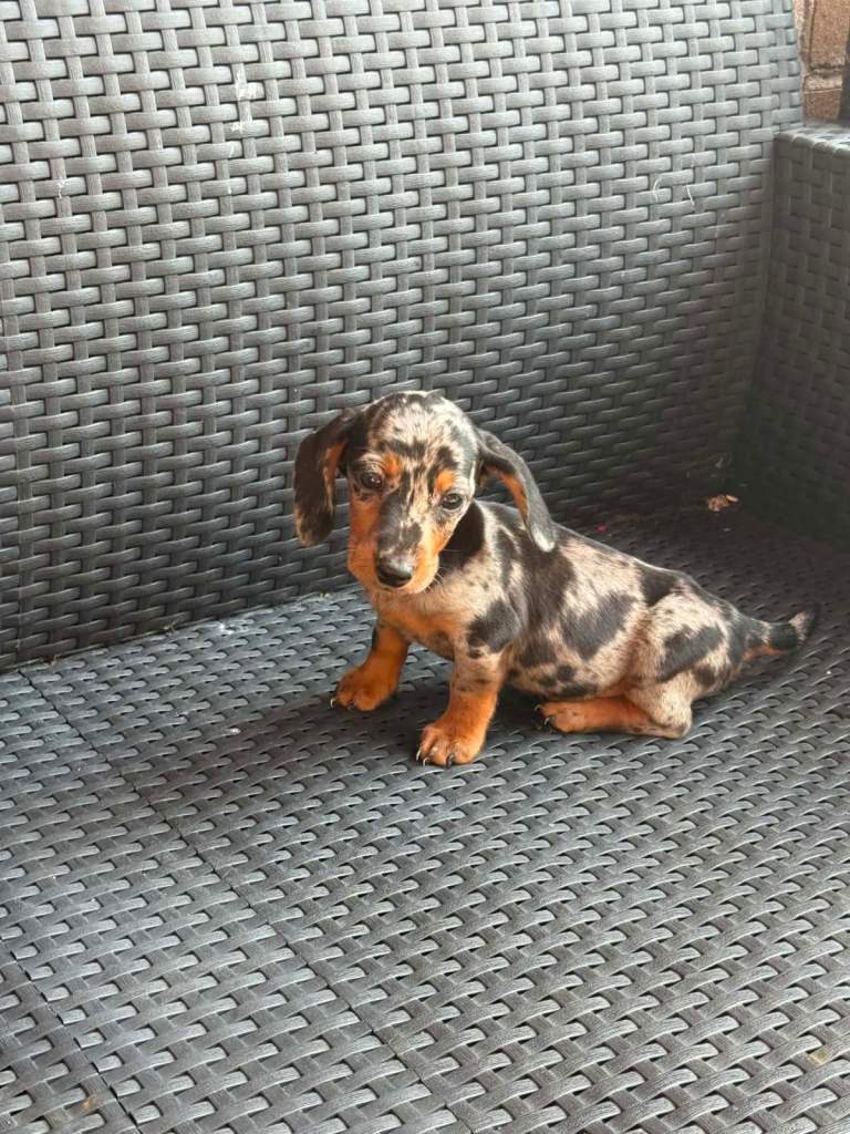 Dachshunds boys&girls!!