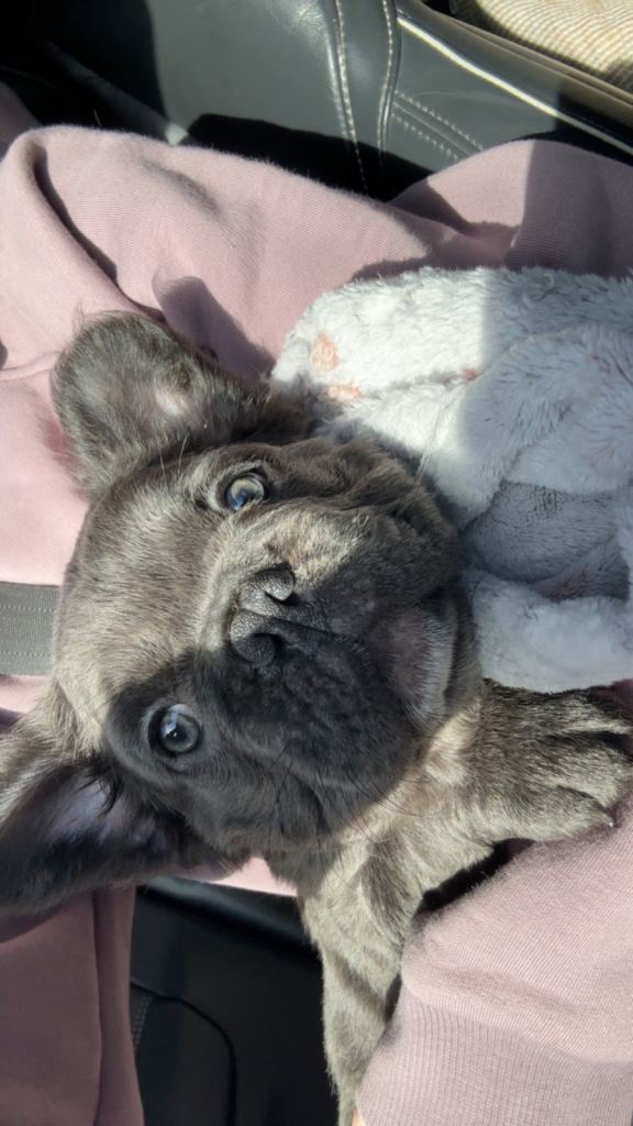 French bulldog 1 left 