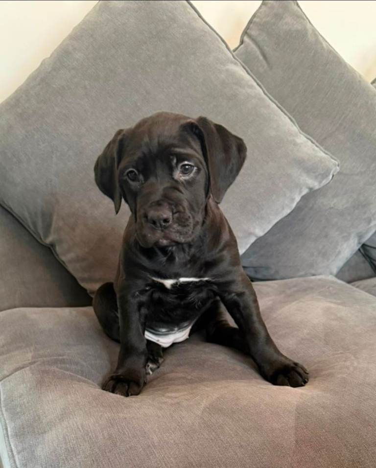 Presa x mastiff puppy's 