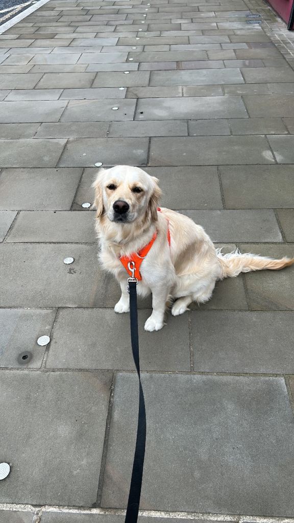 Beautiful Young Golden Retriever Looking for a Loving Home 