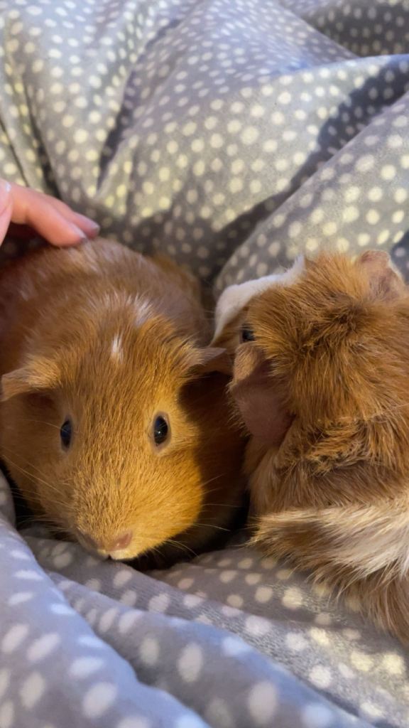 image for 2 guinea pigs looking for a new home!