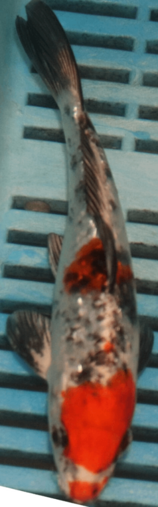 Coldwater Fish
