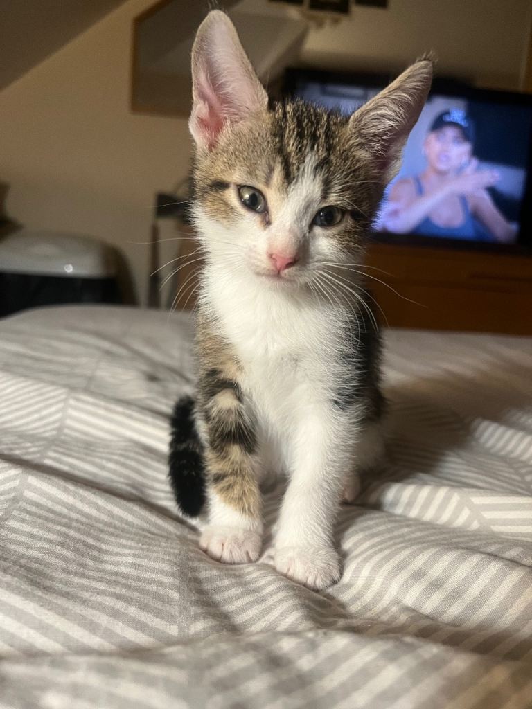 🐾 Beautiful Kittens Ready for Their New Homes 🐾