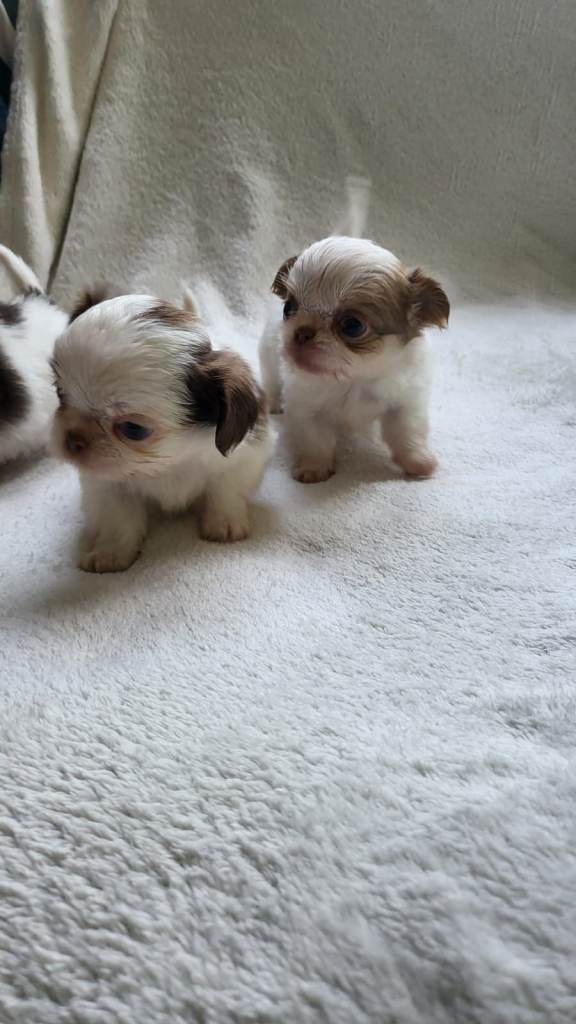 Beautiful long haired chihuahua puppies