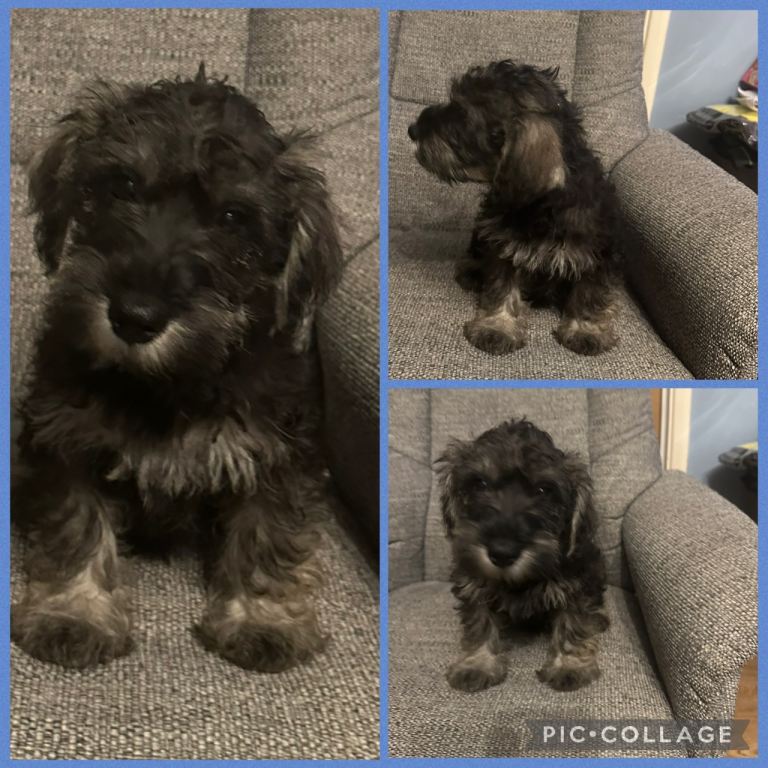 Schnoodle Puppy