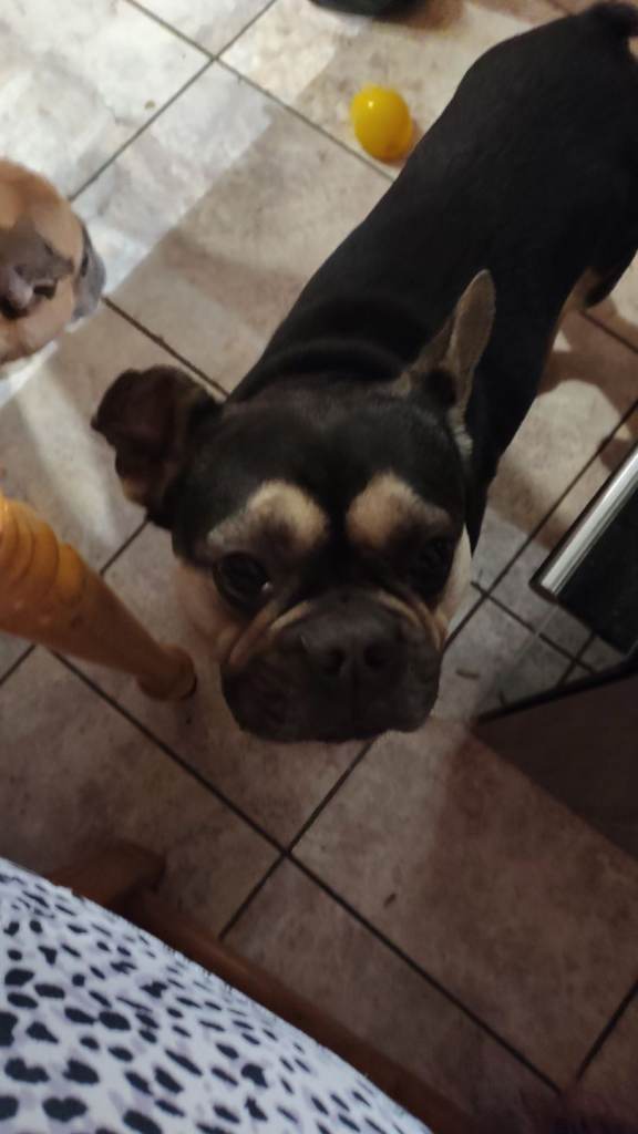 Loving Chap French Bulldog 