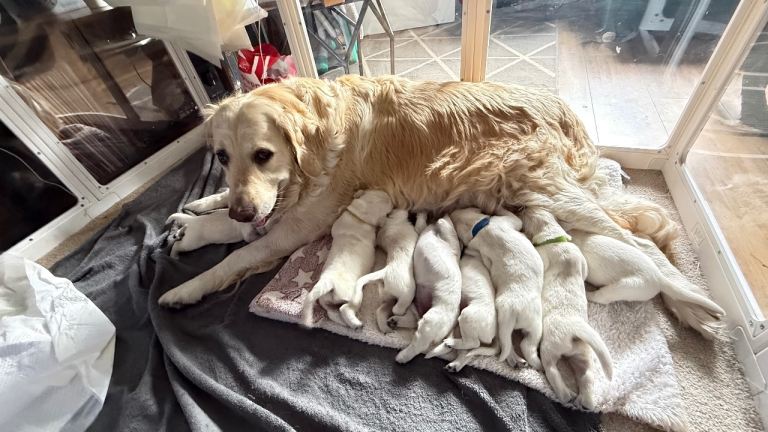 Golden Retriever Puppies 😍 3 boys 2 girls left!