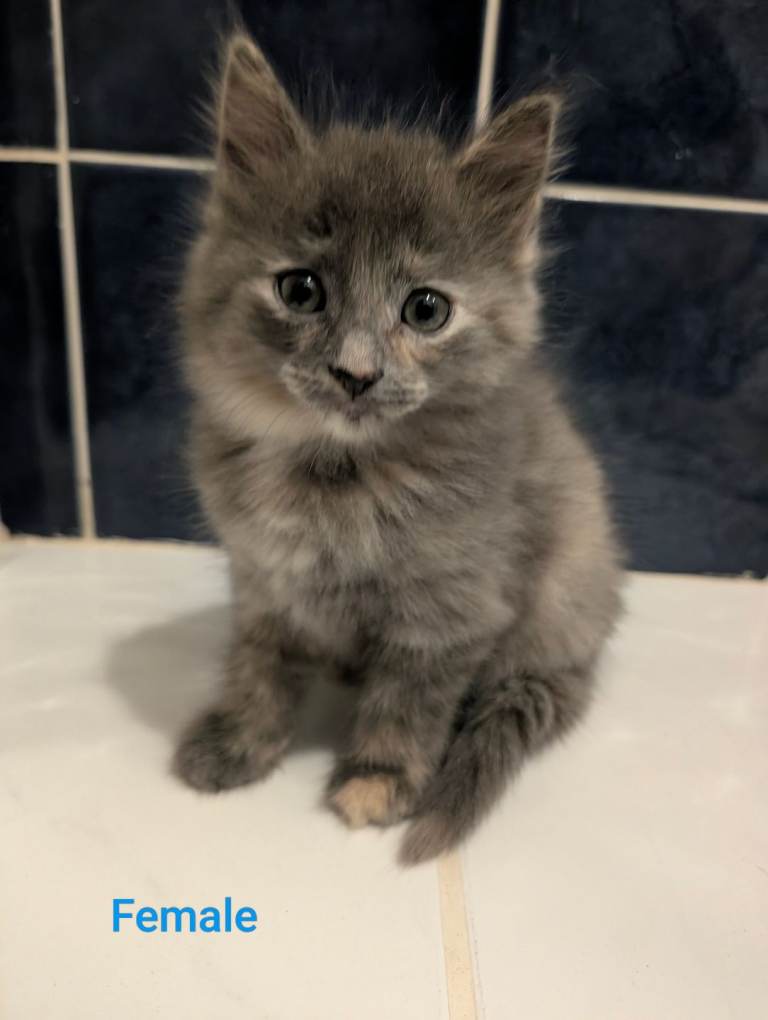 Kitten pets for sale 