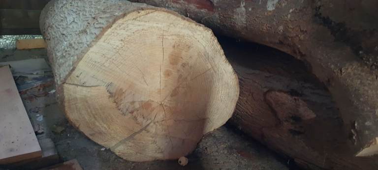 Ash Tree Wood Log 