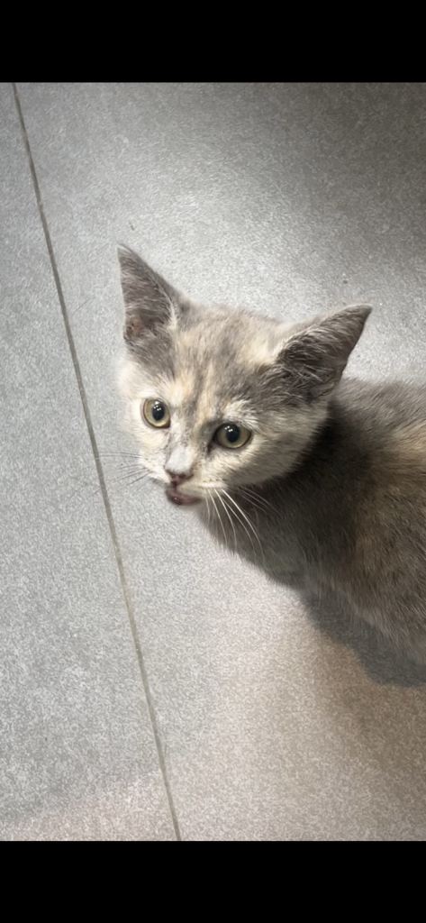Russian blue kitten 