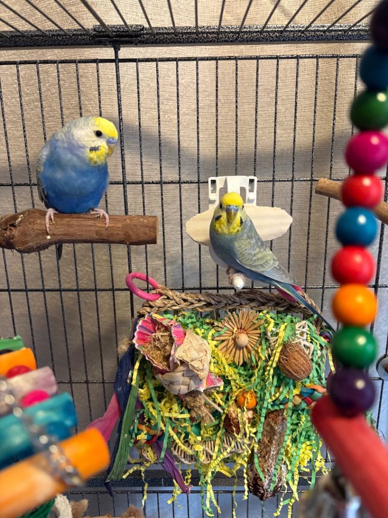 2 Male Rainbow Budgies With Complete Set Up