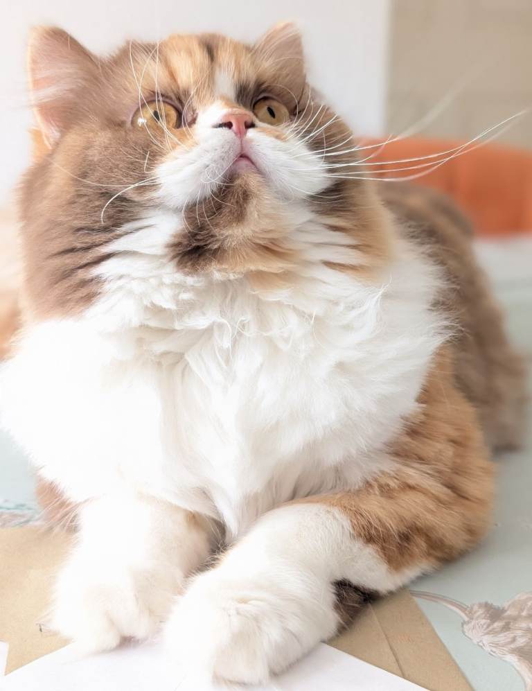 Rare TICA ACTIVE Cinnamon BLH thoroughly health tested 