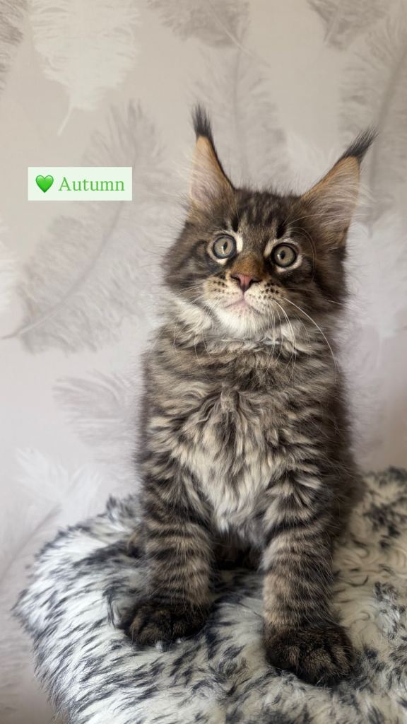 TICA registered kittens 