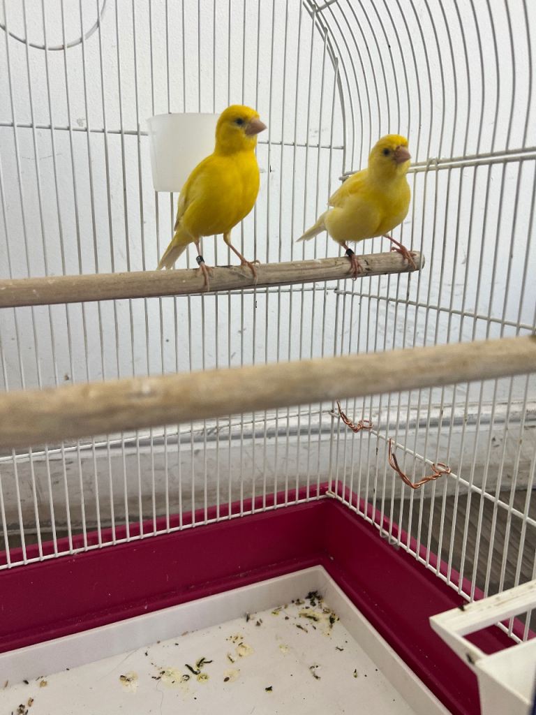 Canary