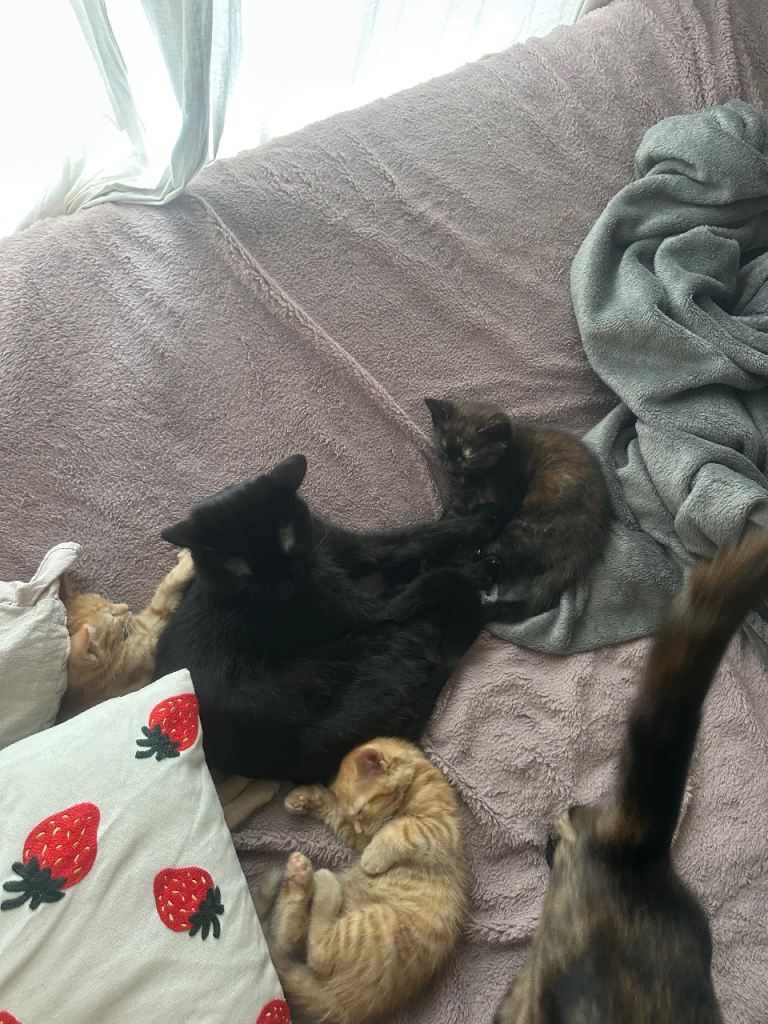 3 kittens for sale ready to leave asap